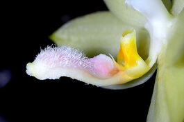 Phalaenopsis floresensis budowa2.jpg