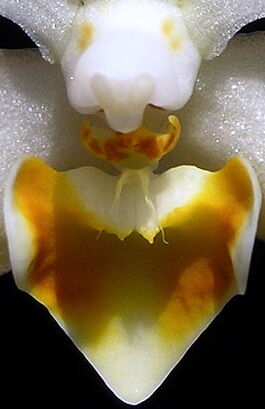 Phalaenopsis malipoensis budowa.jpg