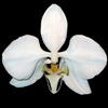 Phalaenopsis amabilis thumb