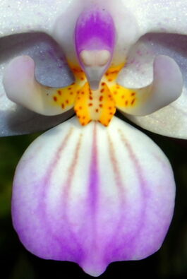 Phalaenopsis lindenii budowa