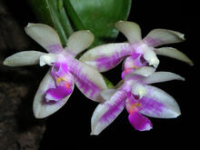 Phalaenopsis modesta.jpg