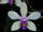 Phalaenopsis stobartiana.jpg