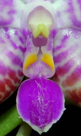 Phalaenopsis lueddemanniana budowa.jpg