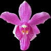 Phalaenopsis buyssoniana thumb.jpg