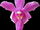 3.3. Rodzaj Phalaenopsis - Podrodzaj Phalaenopsis - Sekcja Esmeralda