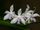 Phalaenopsis fimbriata.jpg