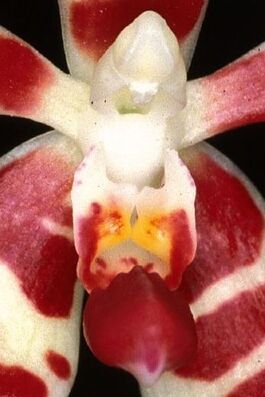 Phalaenopsis maculata budowa