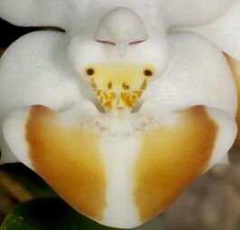 Phalaenopsis lobbii budowa