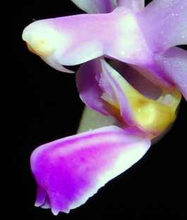 Phalaenopsis honghenensis budowa2.jpg