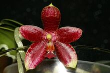 Phal Fuscabell