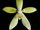 4.2. Rodzaj Phalaenopsis - Podrodzaj Polychilos - Sekcja Fuscatae
