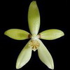 Phalaenopsis cochlearis thumb.jpg