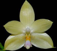 Phalaenopsis floresensis.jpg