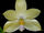 Phalaenopsis floresensis.jpg