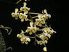 Phalaenopsis celebensis Yellow Breath