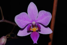 Phalaenopsis Veitchiana