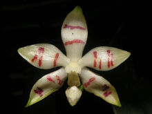 Phalaenopsis zebrina.jpg