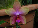 Phalaenopsis Sweet Memory