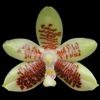 Phalaenopsis inscriptiosinensis thumb