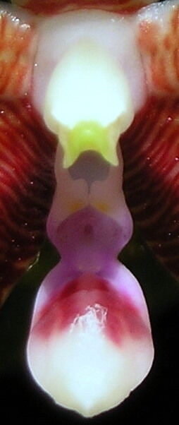 Phalaenopsis inscriptiosinensis budowa.jpg