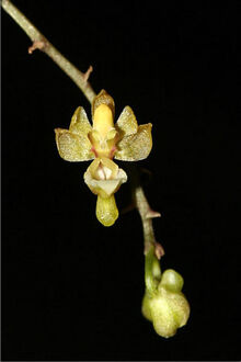 Phalaenopsis mirabilis