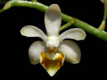 Phalaenopsis malipoensis.jpg