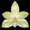 Phalaenopsis floresensis thumb.jpg
