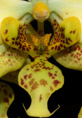 Phalaenopsis stuartiana nobilis budowa.jpg