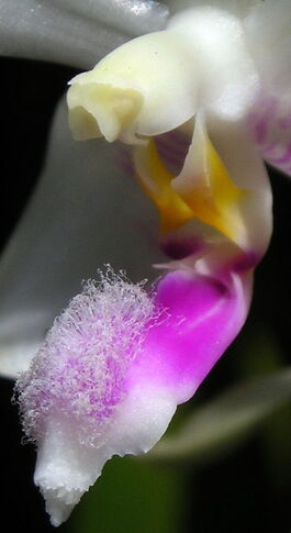 Phalaenopsis fimbriata budowa2