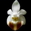 Phalaenopsis lobbii thumb.jpg