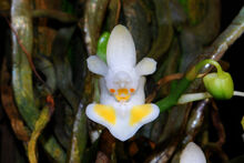 Phalaenopsis thailandica.jpg