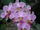 Phalaenopsis Cassandra