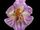 2. Rodzaj Phalaenopsis - Podrodzaj Parishianae