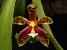 Phalaenopsis lamelligera.jpg