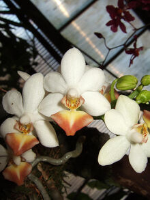 Phalaenopsis Formosa Dream