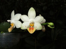 Phalaenopsis Yaphon Lobspis.jpg