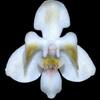 Phalaenopsis celebensis thumb