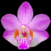 Phalaenopsis pulcherrima thumb