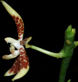 Phalaenopsis kunstleri budowa2