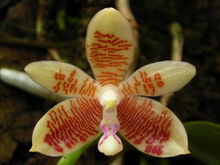 Phalaenopsis inscriptiosinensis.jpg