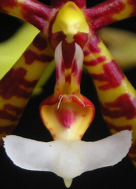 Phalaenopsis pantherina budowa