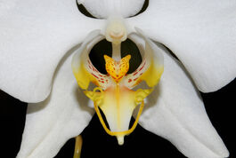 Phalaenopsis amabilis budowa.jpg