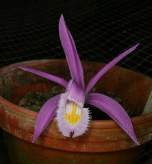 Pleione praecox