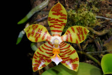 Phalaenopsis reichenbachiana