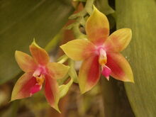 Phalaenopsis Guadelupe Pineda.jpg
