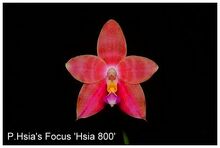 Phalaenopsis Hsia's Focus 'Hsia 800'.jpg