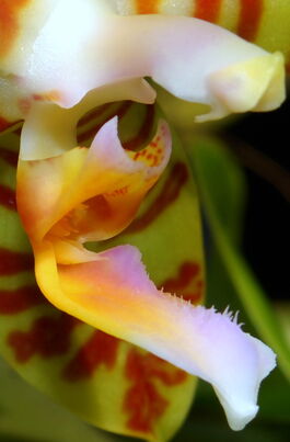 Phalaenopsis reichenbachiana budowa2