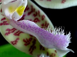 Phalaenopsis hieroglyphica budowa2.jpg