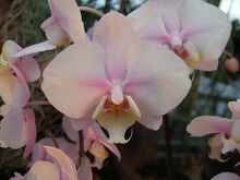 Phalaenopsis leucorrhoda.jpg