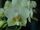 Phalaenopsis Kilby Cassviola